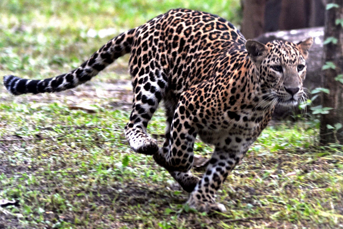 Animal Kingdoms